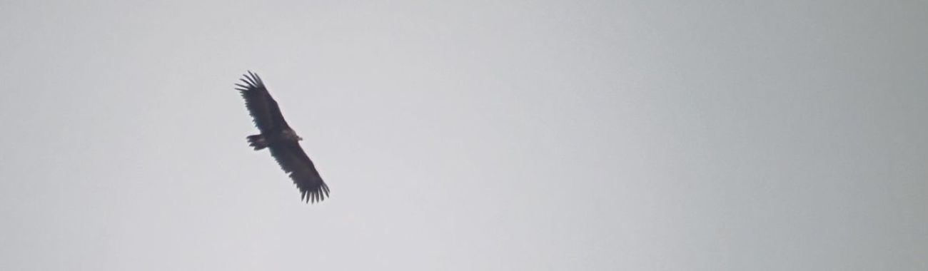 Banner.full