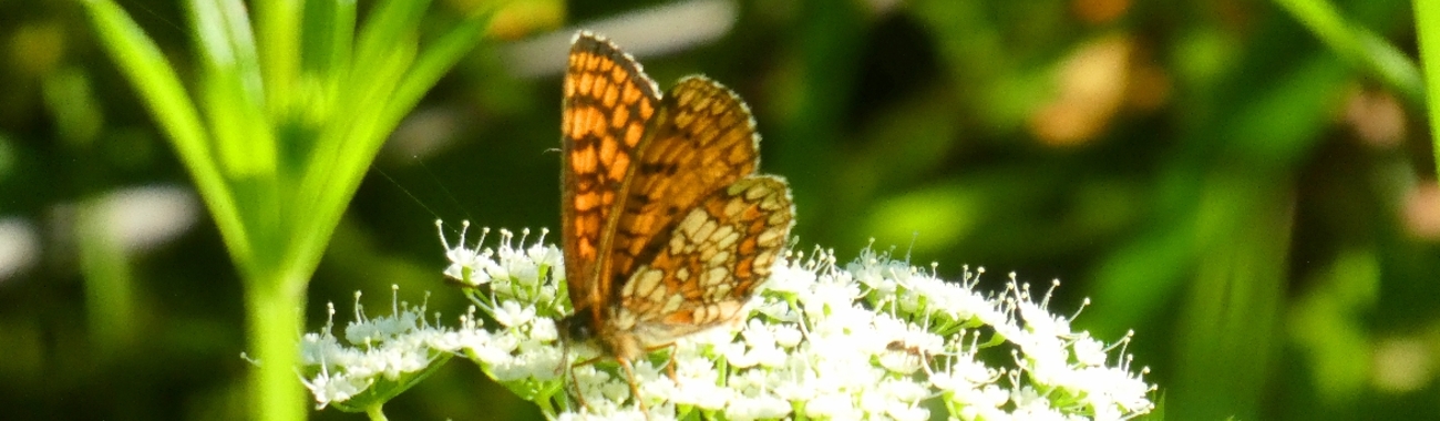 A heath banner.full