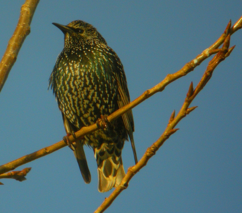 Common Starling