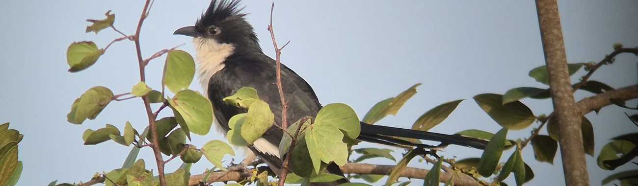 Whatsapp image 2026 02 12 at 11.25.38.full