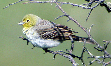 Cinereous Bunting