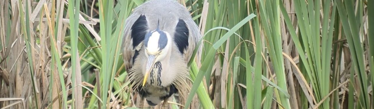 A heron banner.full