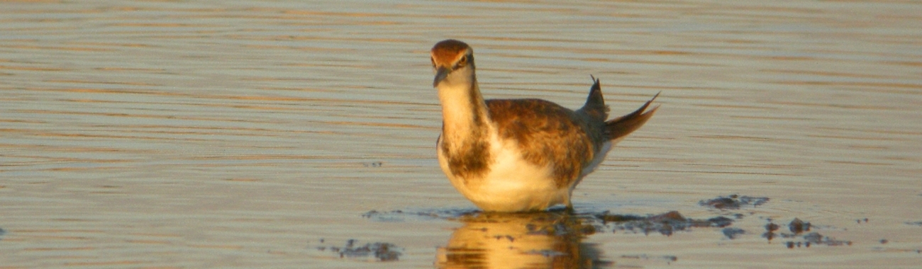 Jacana bannee.full