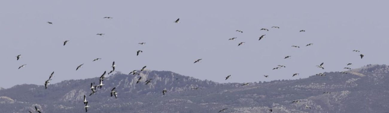 Banner.full