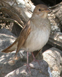 Thrush Nightingale