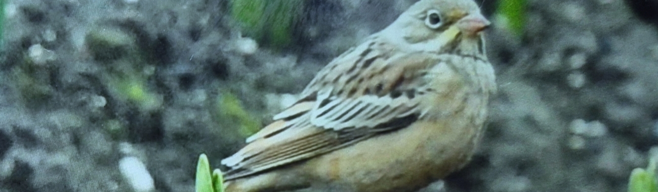 A banner.full