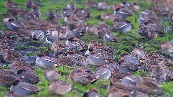 Be on the lookout for rooks this spring