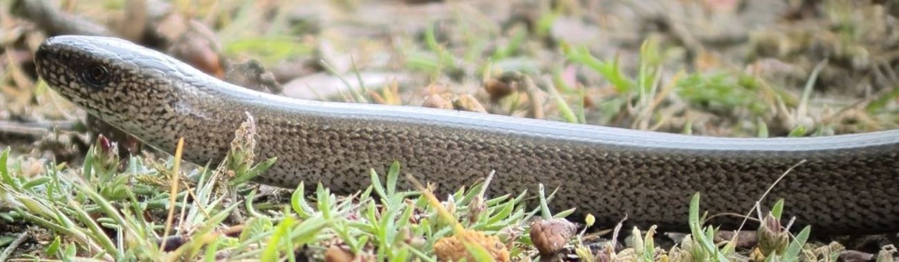 A snake banner.full