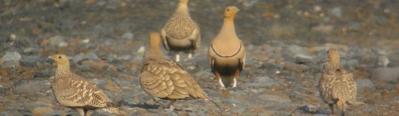 Sandgrouse banner.full